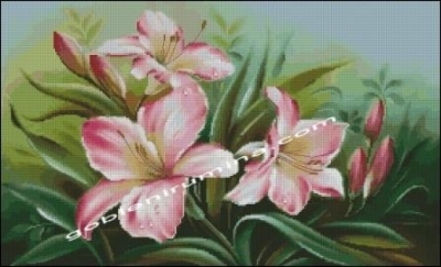 РОЗОВИ ЛИЛИИ