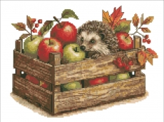 БОДЛИВ КРАДЕЦ